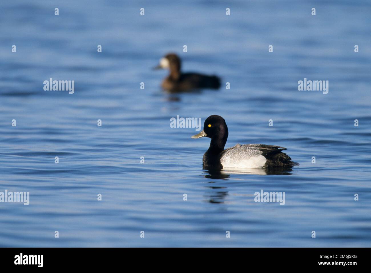 00740-00206 Lesser scaup (Aythya affinis) männlich & weiblich in Feuchtgebiet Marion Co IL Stockfoto