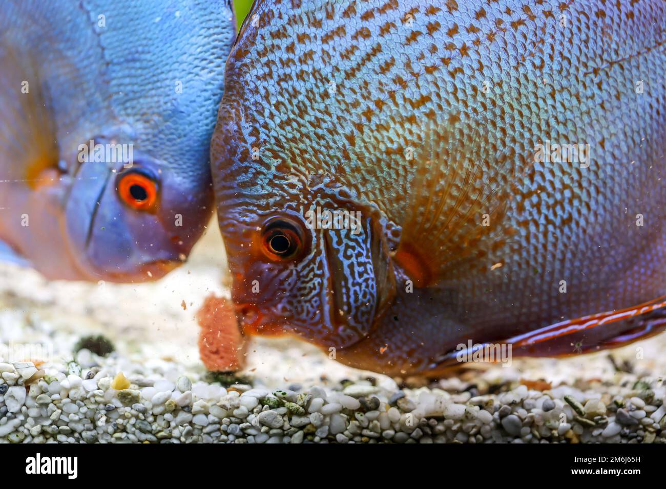 Porträt eines schönen farbigen Discus discus Cichlid in einem