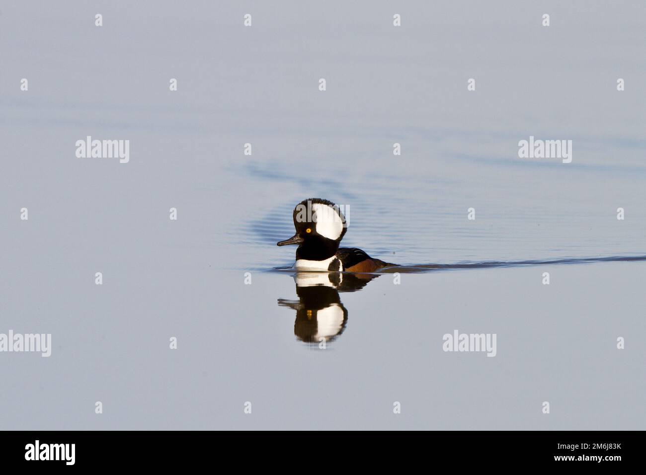 00766-00604 Merganser mit Kapuze (Lophodytes cucullatus), männlich in Feuchtgebiet Marion Co., IL Stockfoto