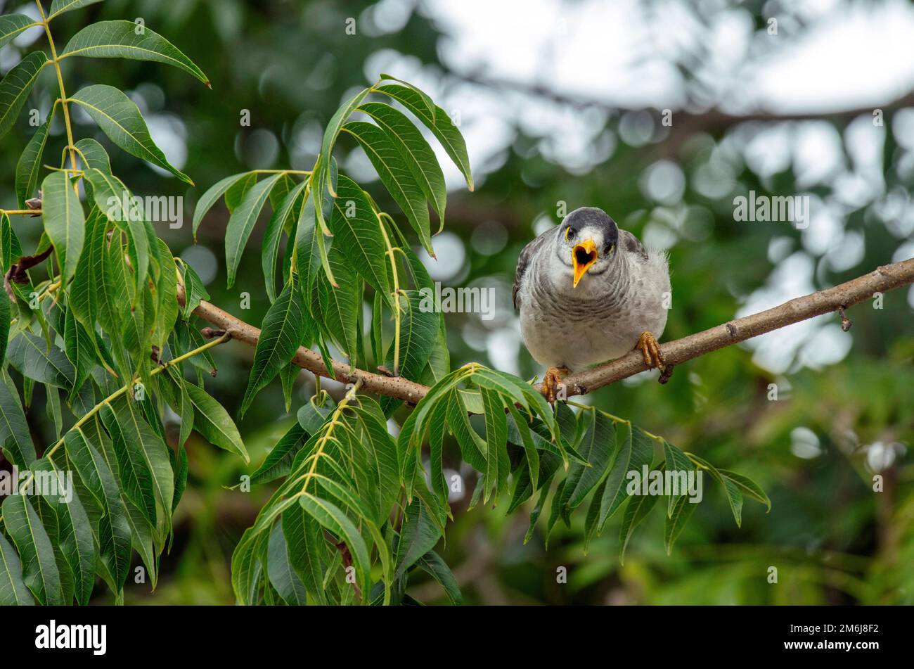 Laut Bergmann (Manorina Melanocephala) Stockfoto