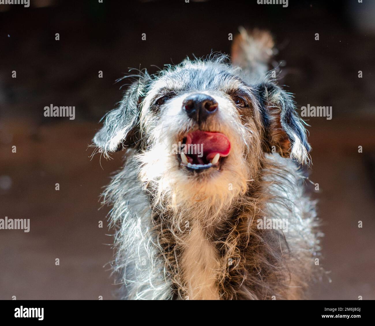 Hund zeigt seine Zunge Stockfoto