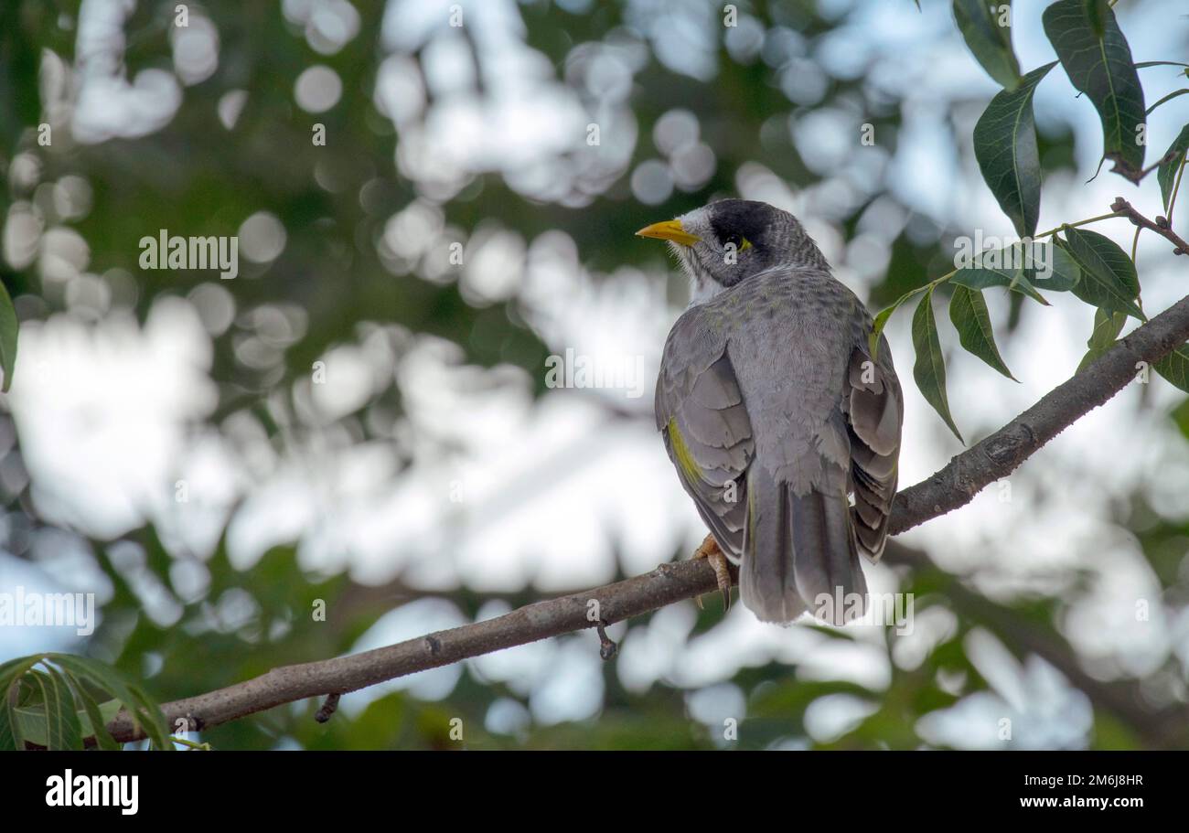 Laut Bergmann (Manorina Melanocephala) Stockfoto