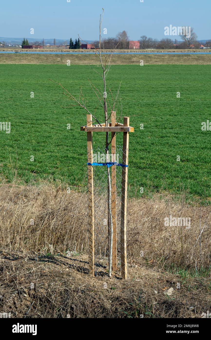 Netzbaummütze schützen jungen Baum vor Schäden durch die Tierwelt. Sämling oder Pflanzling mit Metalldraht-Schutzgitter eingezäunt. Stockfoto