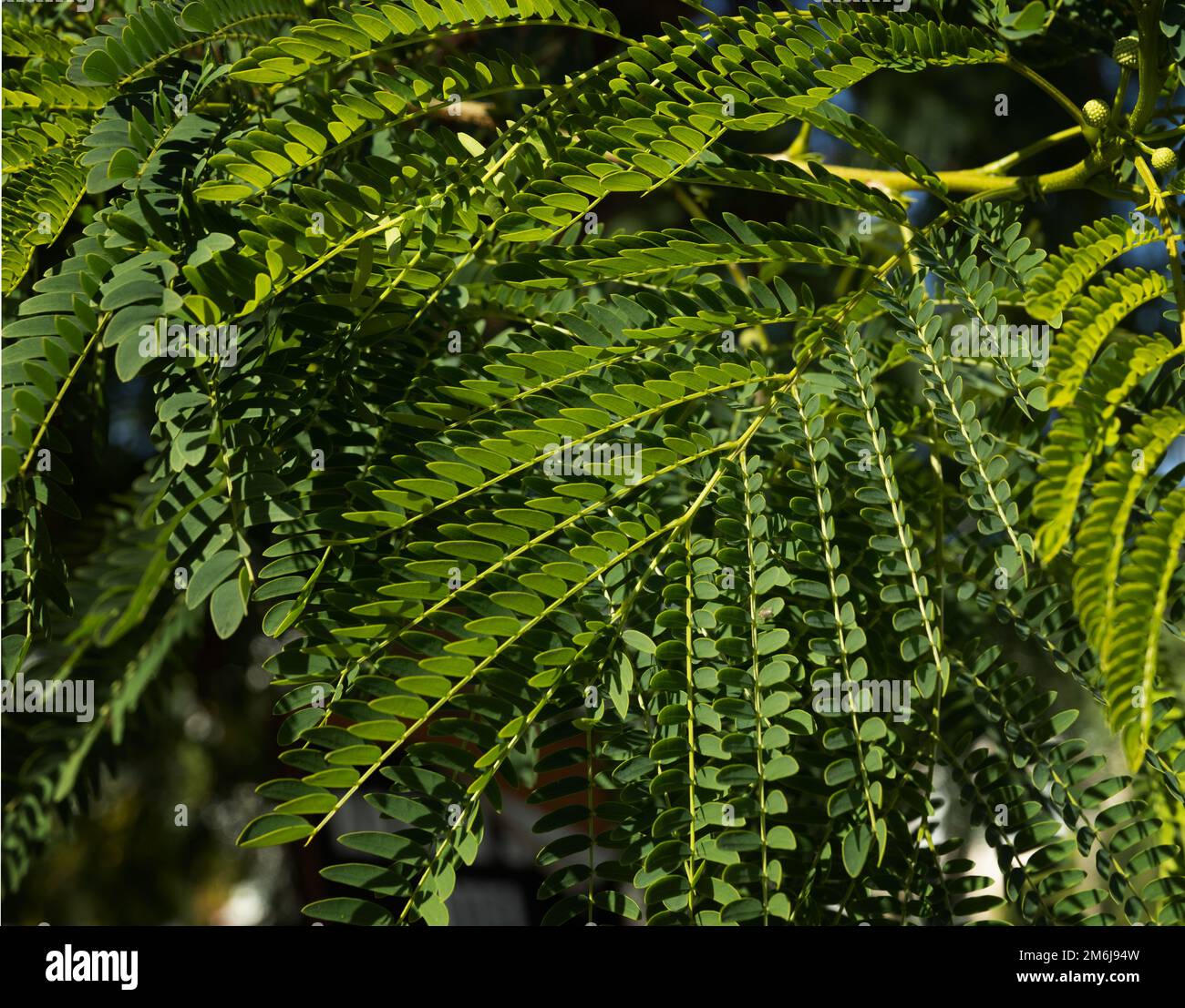 Grüne, üppige Zweige der leucaena .acacia. Tapete Stockfoto