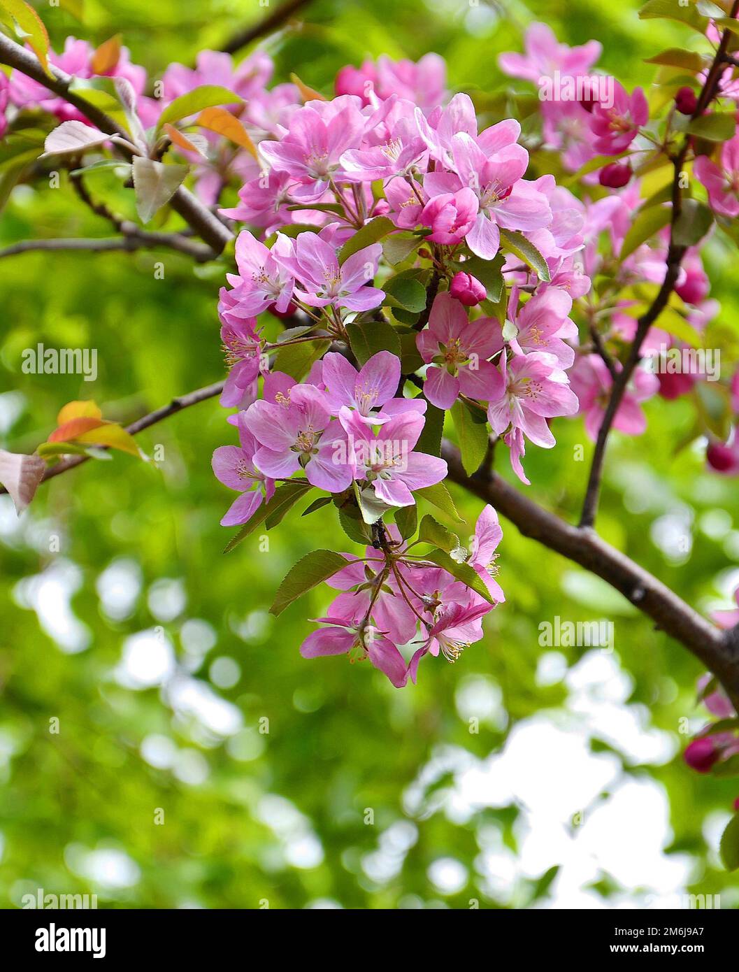 Blass rosa Apfelbaum blüht im Frühlingsgarten Stockfoto