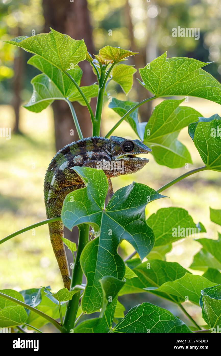 Panther Chamäleon, Furcifer pardalis, Masoala Madagaskar Stockfoto