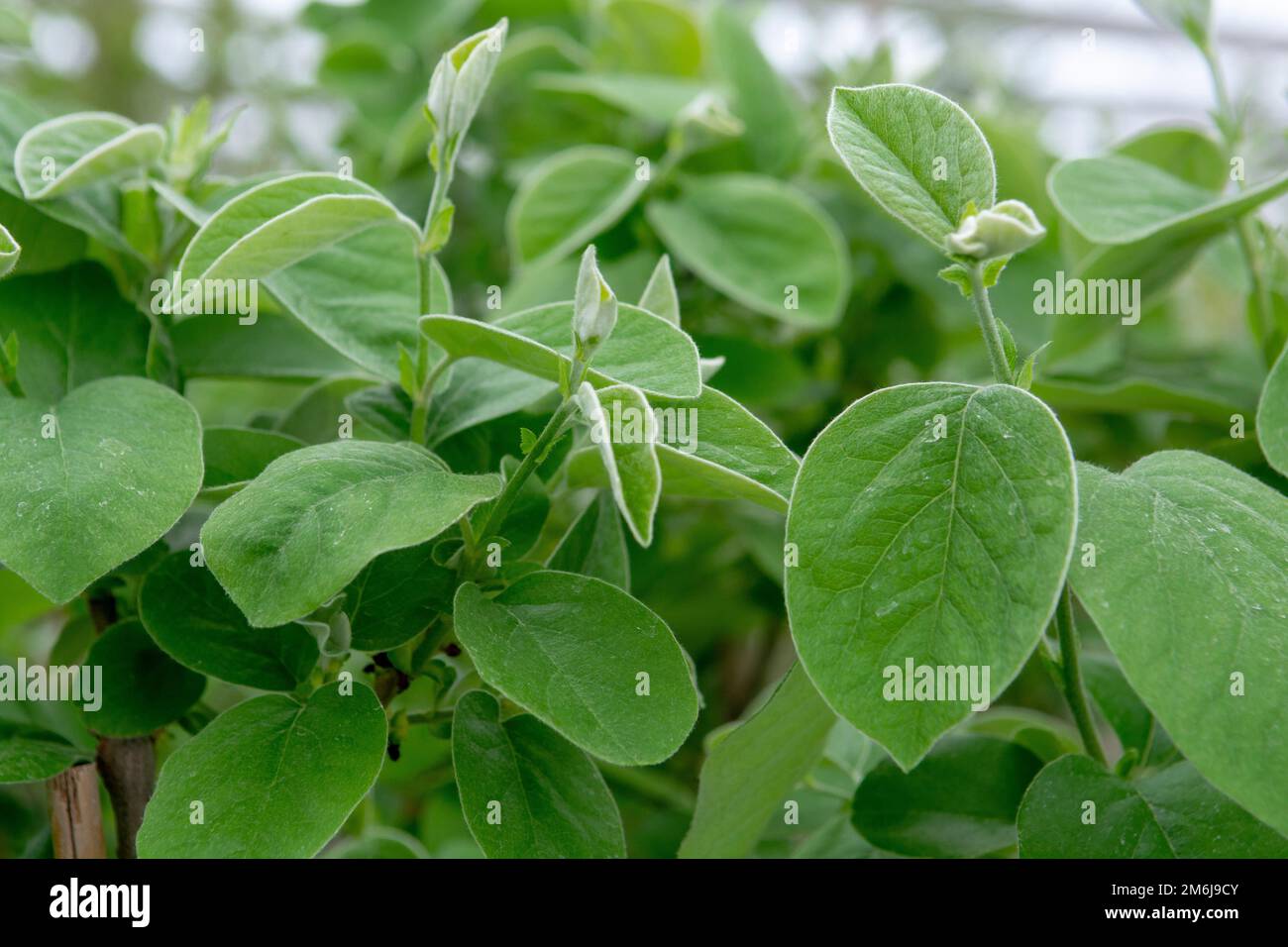 Grüne Blätter der Quitte (Cydonia oblonga) im frühen Frühjahr. Stockfoto