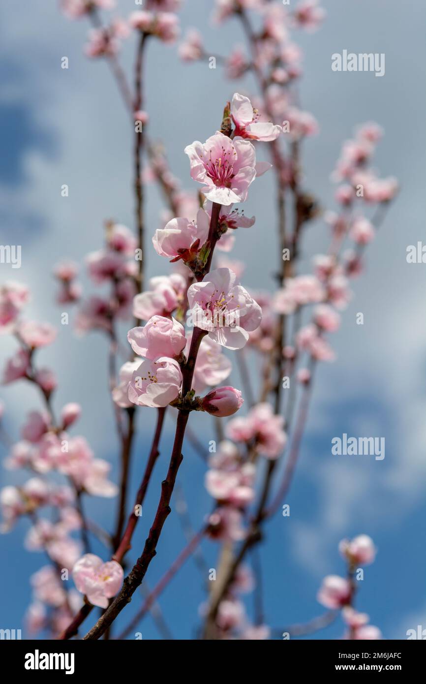 Blühender junger Pfirsich-Baum im Garten. Rosa Blüten von Prunus persica im frühen Frühjahr. Stockfoto