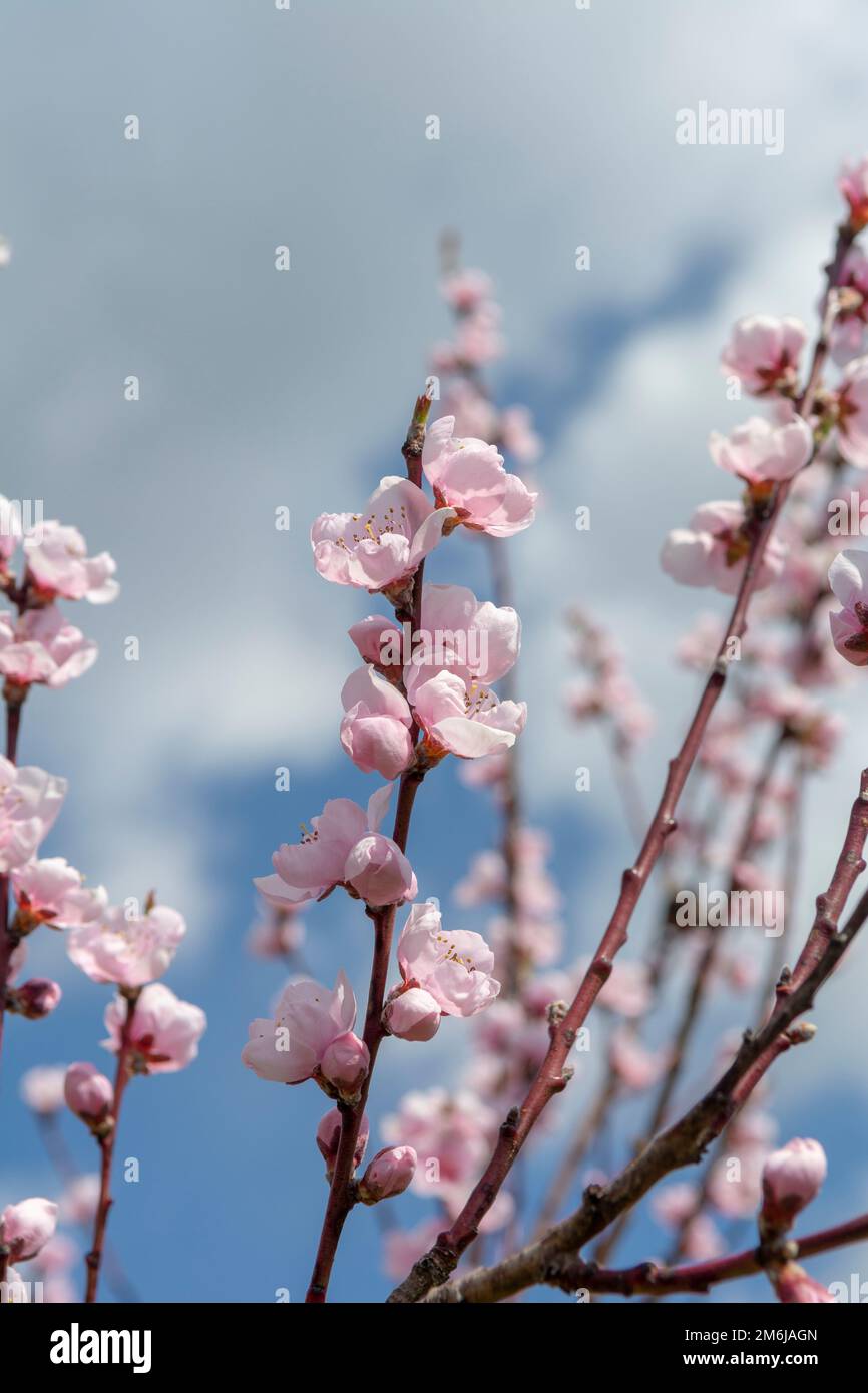 Blühender junger Pfirsich-Baum im Garten. Rosa Blüten von Prunus persica im frühen Frühjahr. Stockfoto