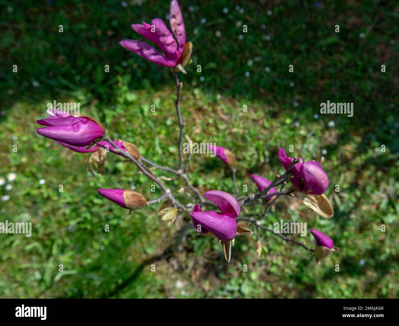 Junger Magnolienbaum mit violetten Blüten im frühen Frühjahr. Selektiver Fokus. Stockfoto