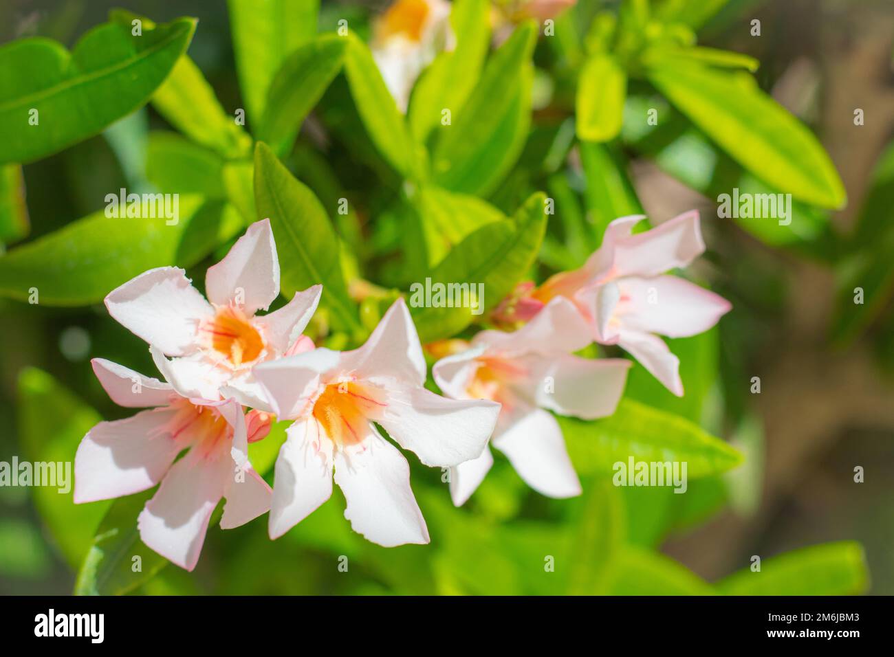 Blühende Mandevilla Laxa bei klarem Wetter, allgemein bekannt als chilenischer Jasmin. Jasmin blüht mit weißen Blumen. Blühende Blumen mit grünen Blättern Stockfoto