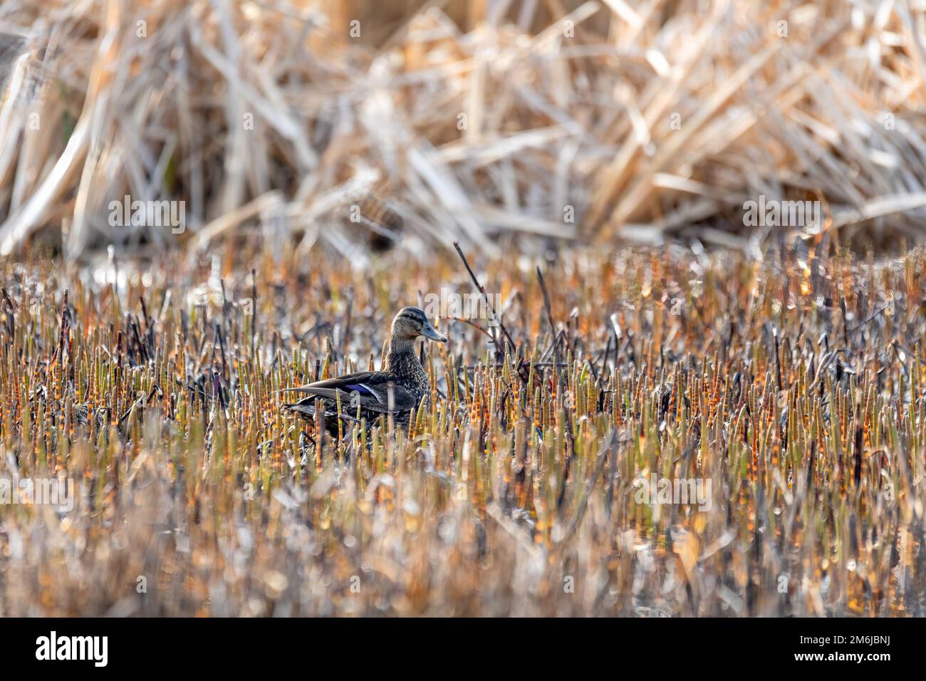 Entenmallard auf Teich, Tschechische Republik, Europa Tierwelt Stockfoto