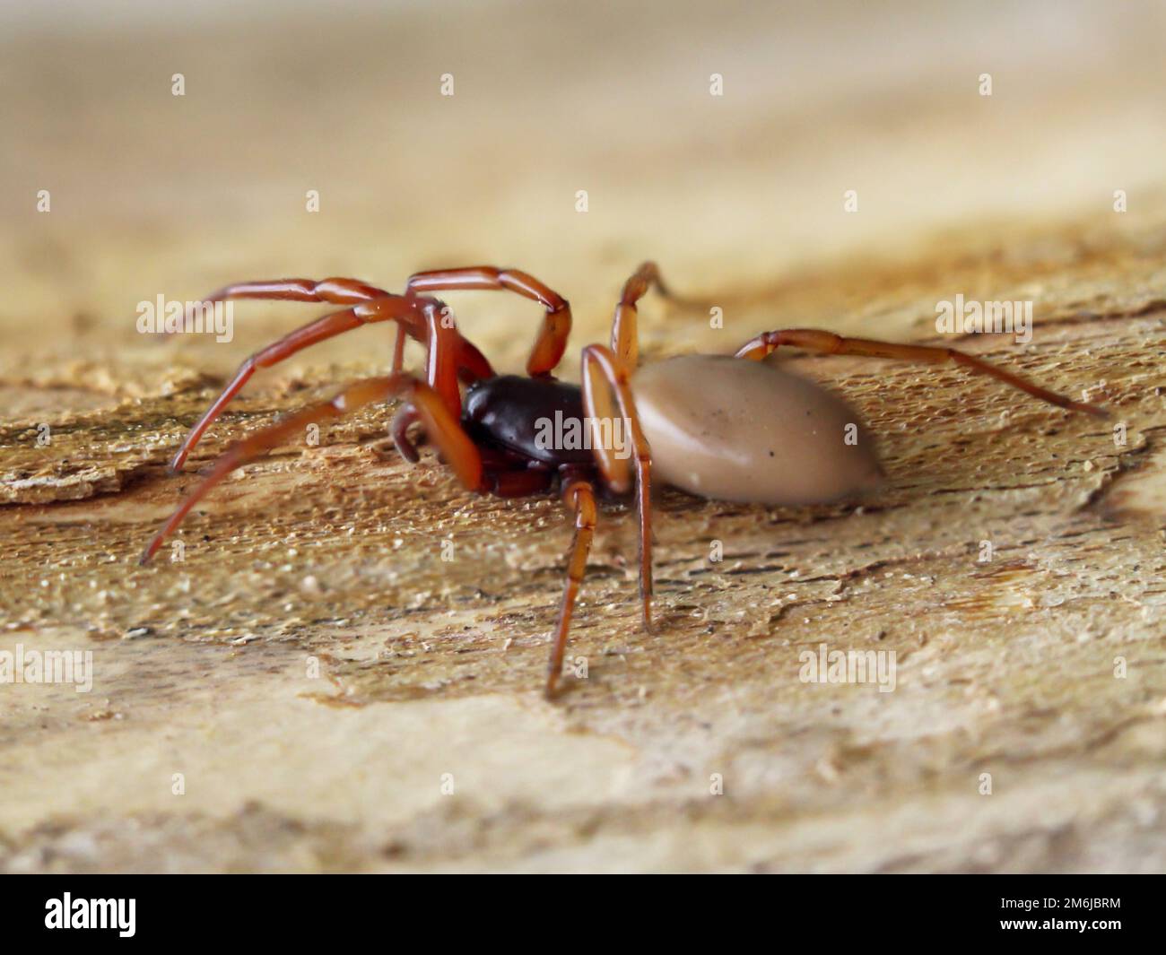 Nahaufnahme einer sechsäugigen Spinne. Es ist eine Familie der wahren Webspinnen. Stockfoto