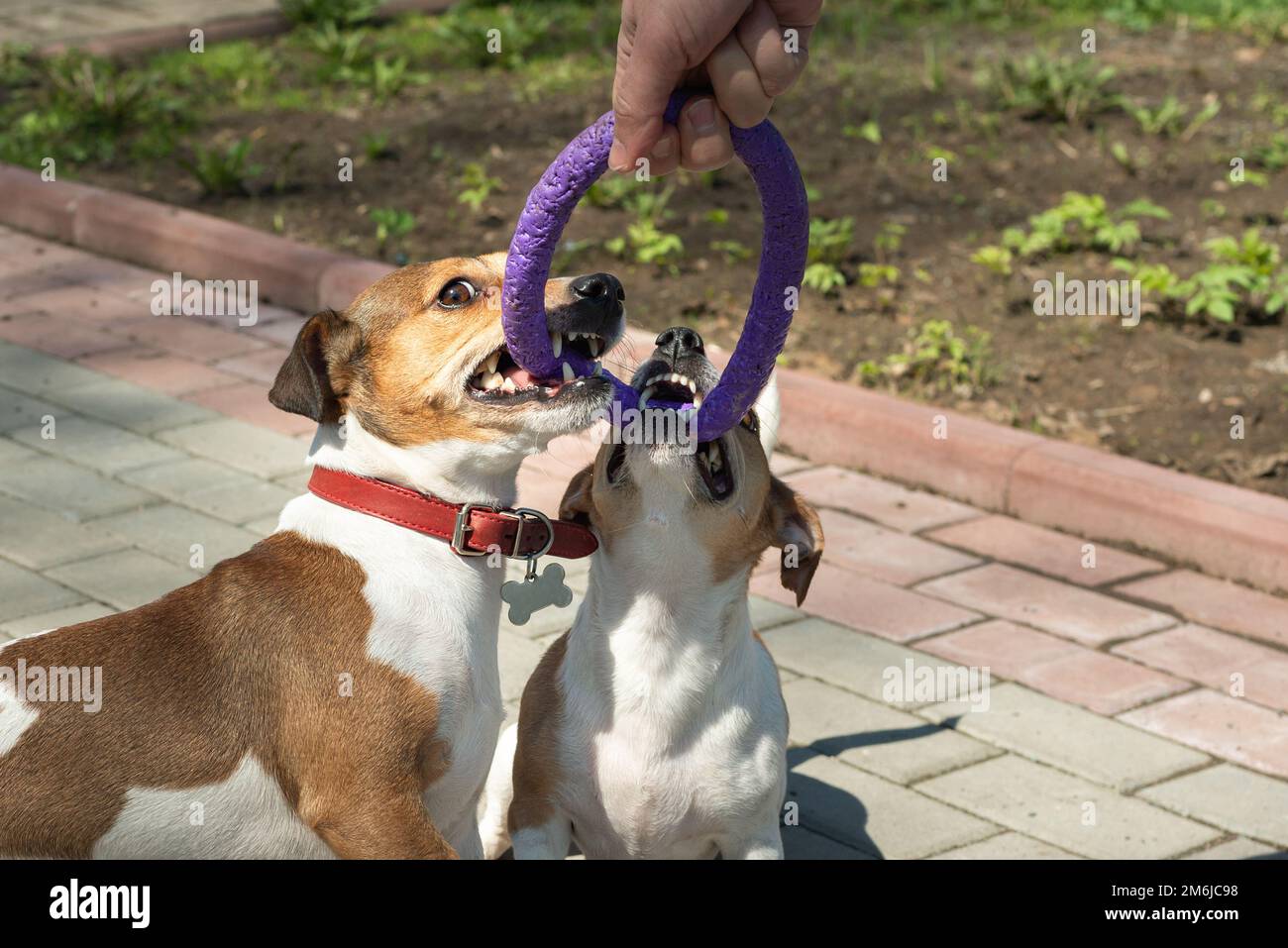 Zwei Jack-Russell-Terrier-Welpen, die mit dem Abziehspielzeug spielen Stockfoto