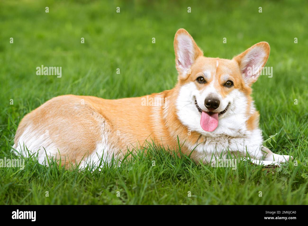 Lächelnder Welsh Corgi Welsh Welsh auf dem Gras Stockfoto