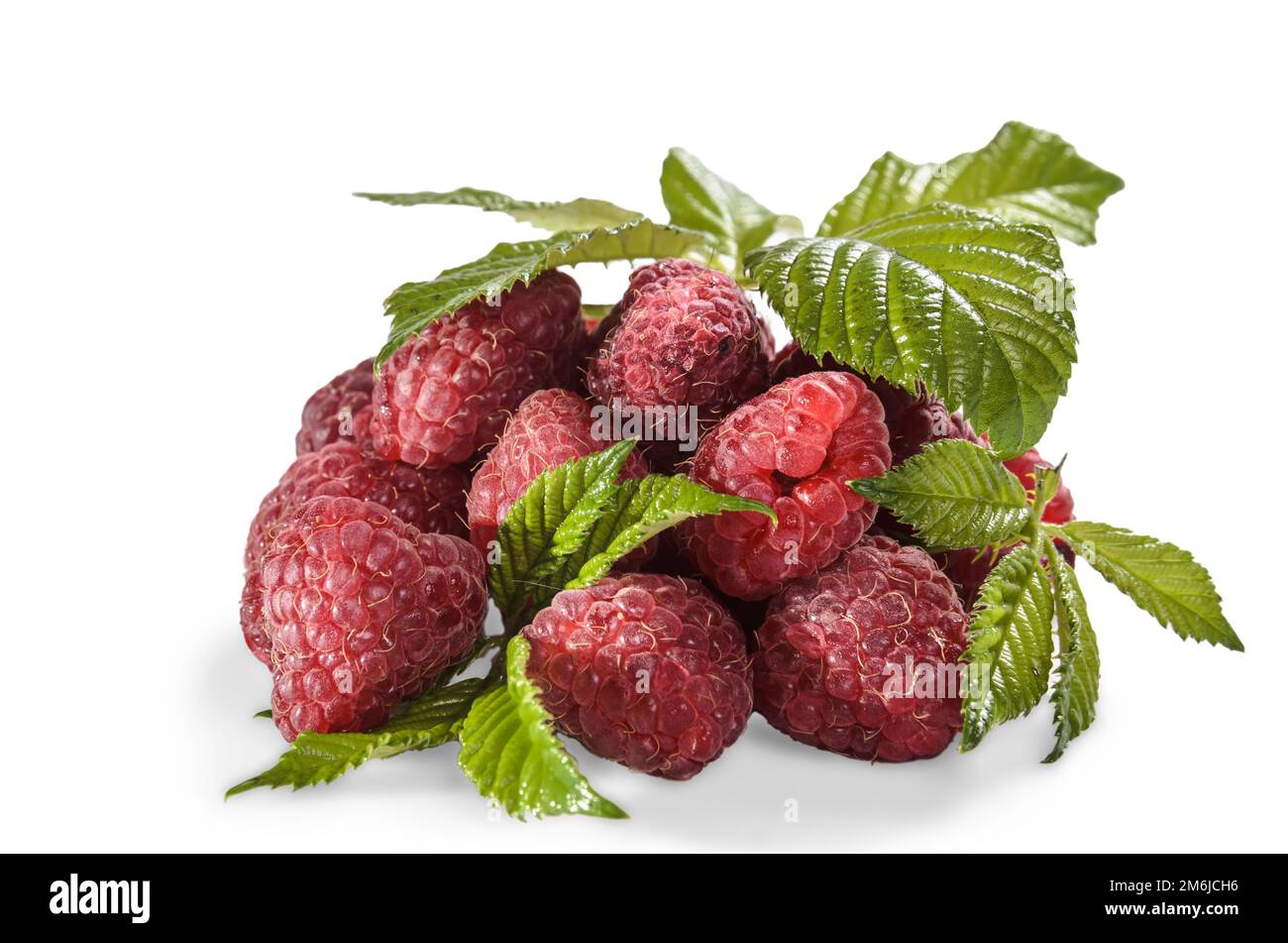 Reife Himbeeren mit Blättern auf weißem Hintergrund mit weichem Schatten Stockfoto