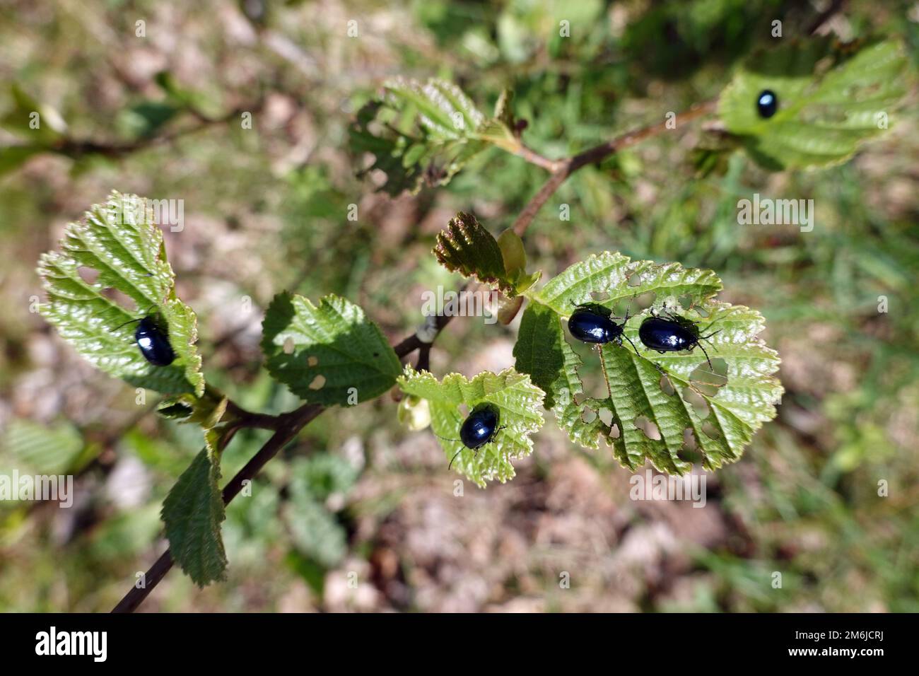 Agelastica alni) auf den Blättern einer Erle (Alnus spec.) Stockfoto