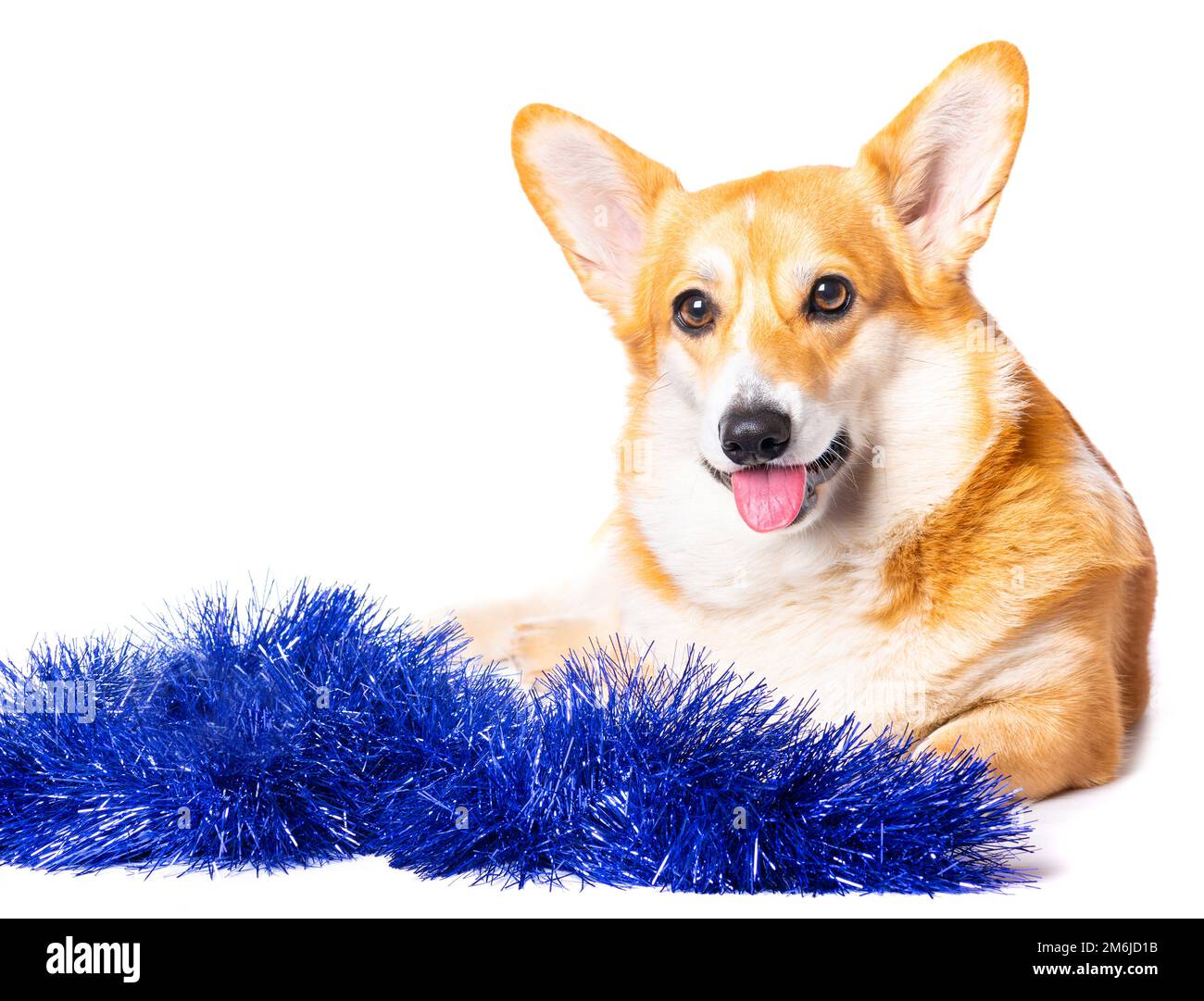 Lächelnde Pembroke Welsh Corgi Welpe Tincel Stockfoto