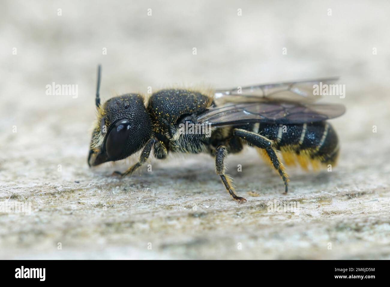 Nahaufnahme einer süßen weiblichen, großköpfigen, gepanzerten Harzbiene, Heriades Truncorum, auf Holz sitzend Stockfoto