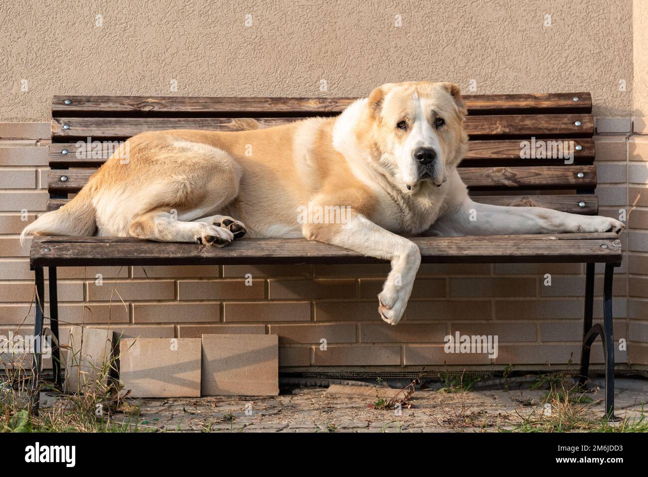 Mittelasiatischer Schäferhund, männlicher Erwachsener auf einer Bank Stockfoto