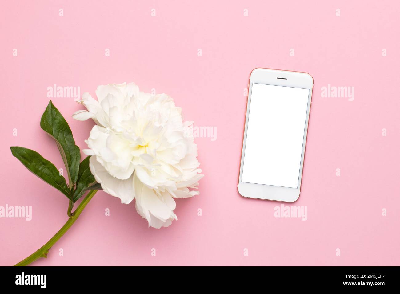 Weißer Bildschirm des Mobiltelefons und wunderschöne weiße Pfingstrosenblume in Vase auf pinkfarbenem Hintergrund mit Kopierbereich, Feiertag und Geburtstagskonz Stockfoto