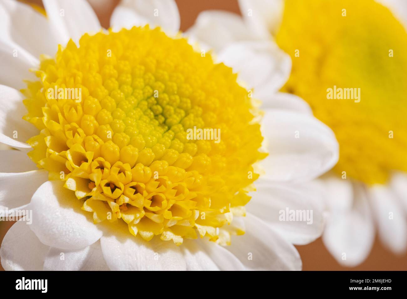 Nahaufnahme einer White Daisy Blume Blüte mit gelben Gebärmutter Stockfoto