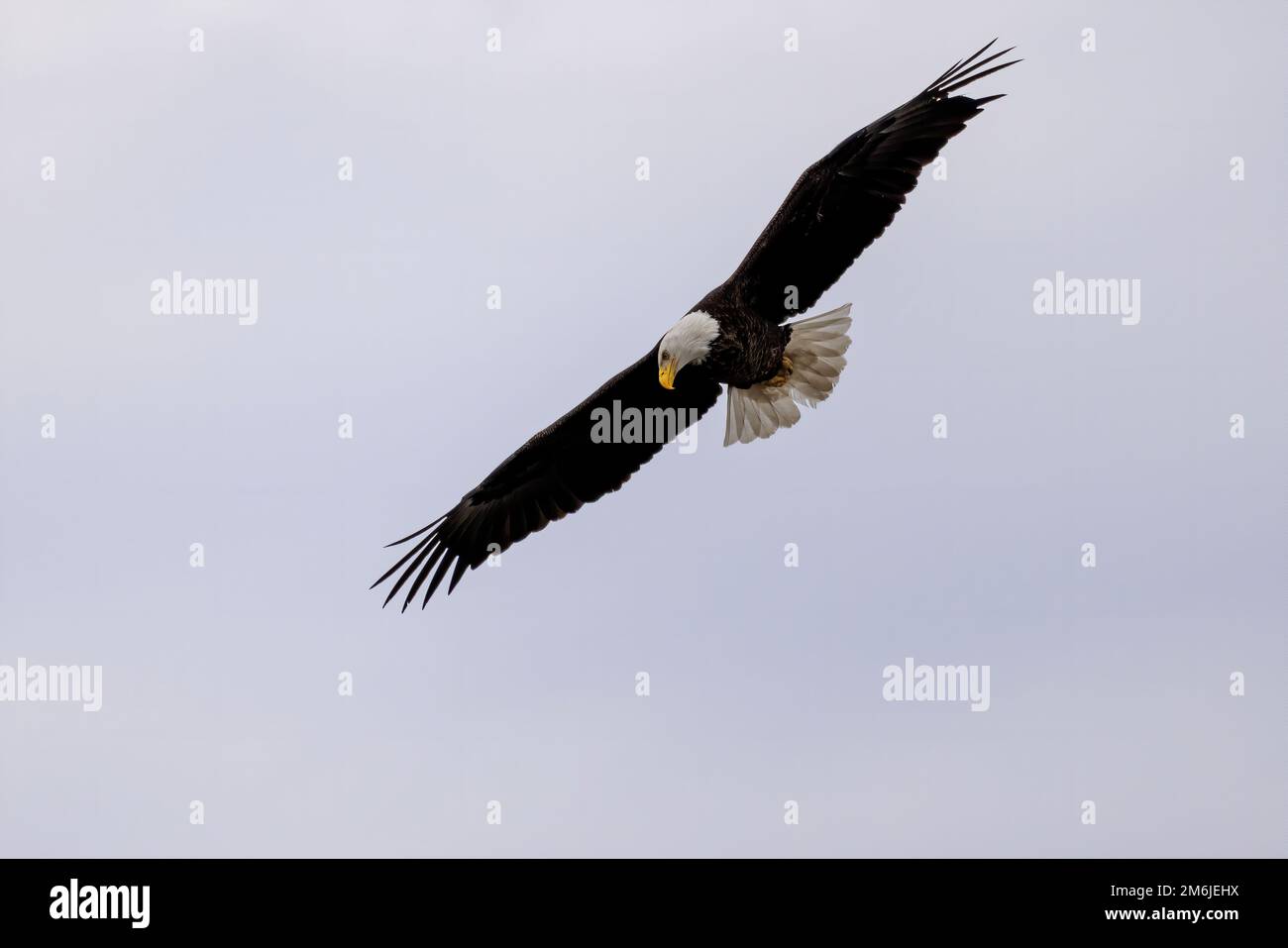 Der Weißkopfadler (Haliaeetus leucocephalus) auf der Jagd Stockfoto