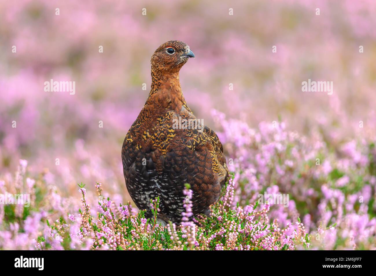 Red Grouse, wissenschaftlicher Name: Lagopus Lagopus. Nahaufnahme eines männlichen Rothuhn stand im natürlichen grousemoor Habitat im Spätsommer, wenn das Heidekraut ist Stockfoto