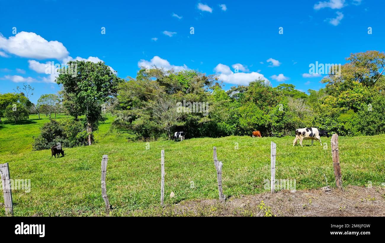 Panama, Chiriqui-Provinz, Bergweiden Stockfoto