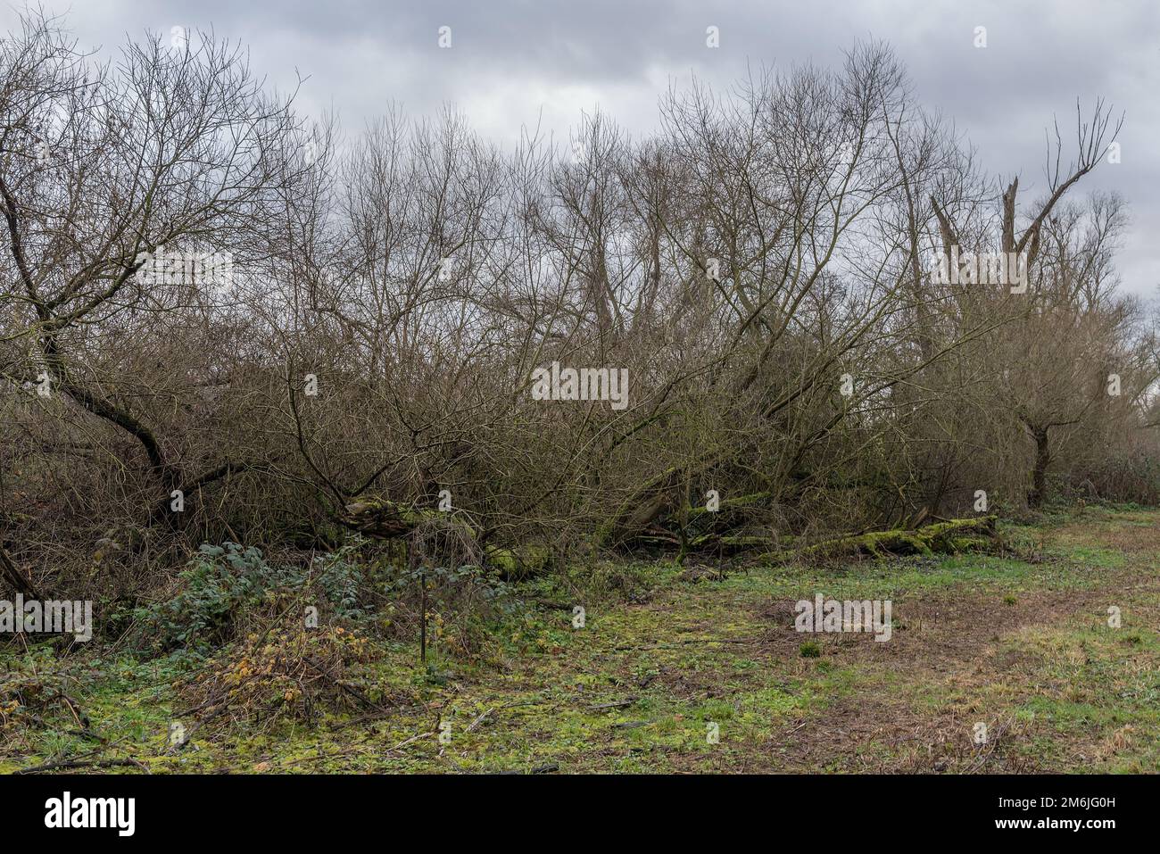 Fauler Baum mit totem Holz am unteren Main, Deutschland Stockfoto