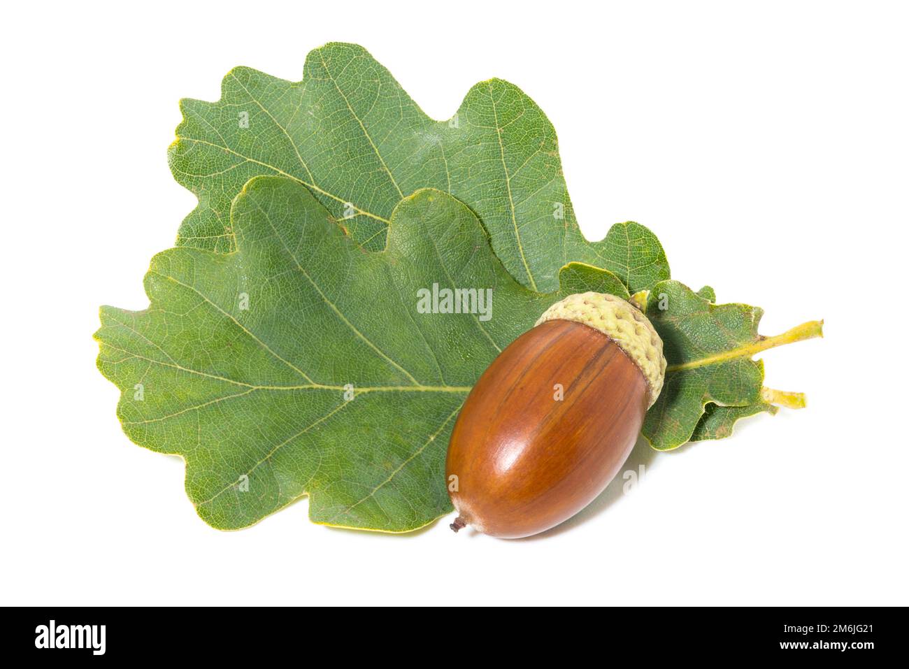 Große braune Eichel auf Eiche hinterlässt weißen Hintergrund Stockfoto