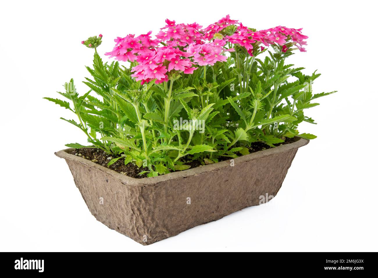 Rosa Verbena-Transplantate wachsen in einem Fasertopf. Stockfoto