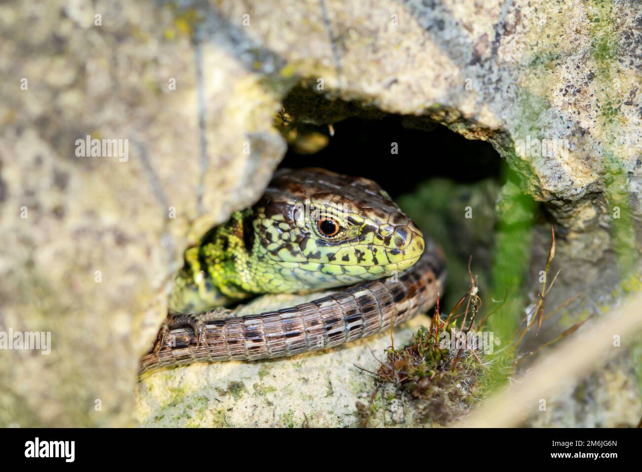 Eine männliche Zaun-Eidechse versteckt und tarnt sich gut auf einem warmen Felsen. Stockfoto