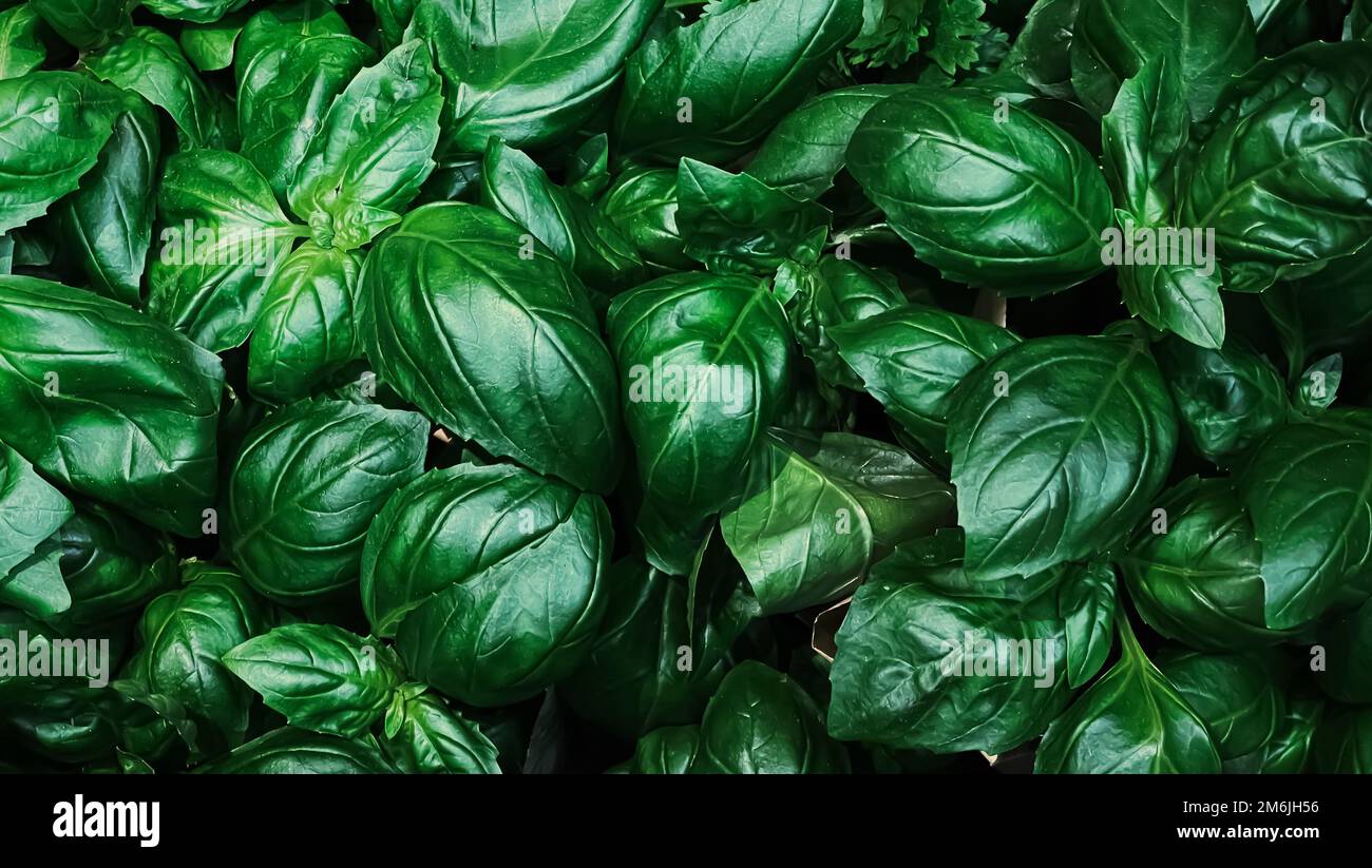 Grünpflanzen und Kräuter als gesunde Bio-Lebensmittel Hintergrund, frisches Gemüse auf dem Bauernmarkt, Ernährung und Landwirtschaft Stockfoto