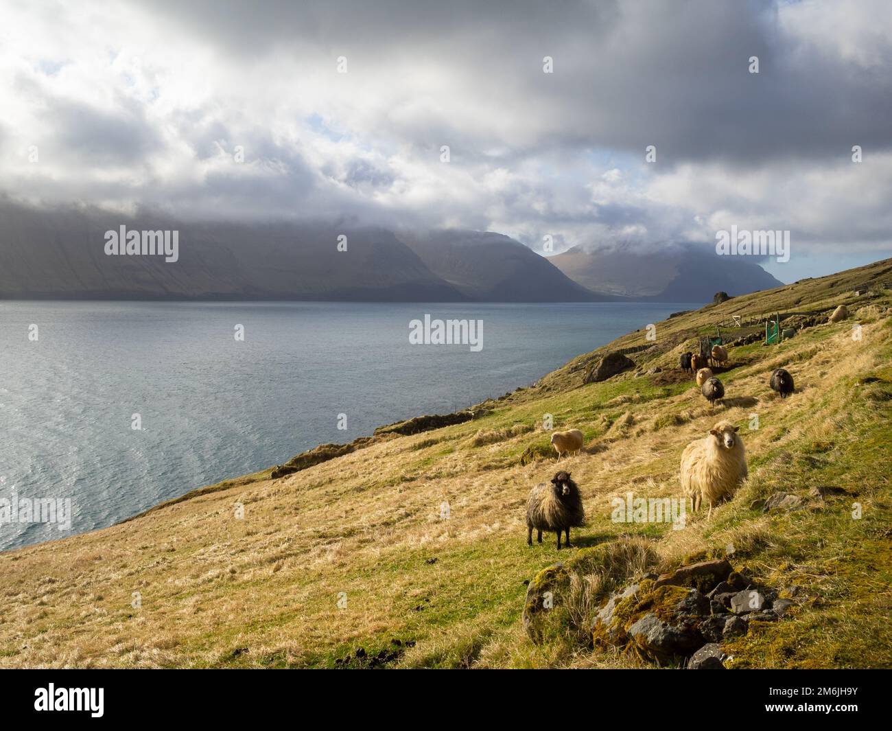 Schafe auf den Grasfeldern der Insel Kunoy beim Kalsoyarfjørður Fjord Stockfoto