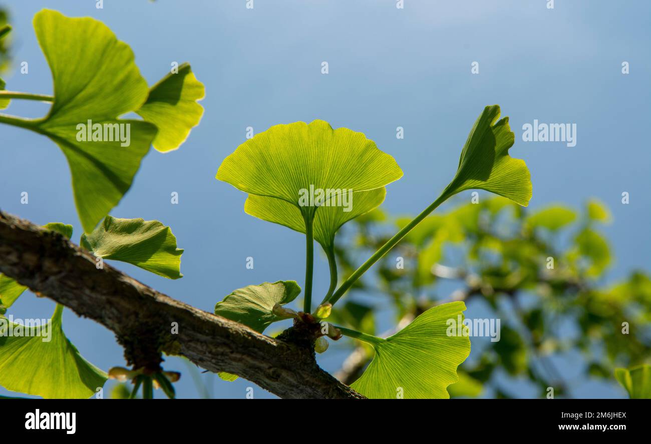 Die fächerförmigen grünen Blätter des Ginkgo biloba-Baumes, auch bekannt als Maidenhair-Baum. Aufkeimende Blätter im Frühling. Stockfoto