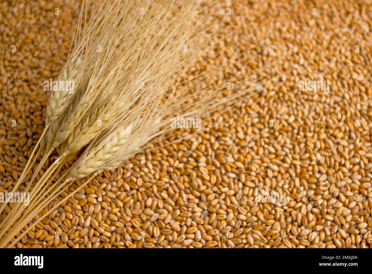 Mehl- und Weizenkrise. Rekordpreise und hohe Preise für Bäckereien. Steigende Weizenpreise in Europa aufgrund des Konflikts zwischen Russland Stockfoto