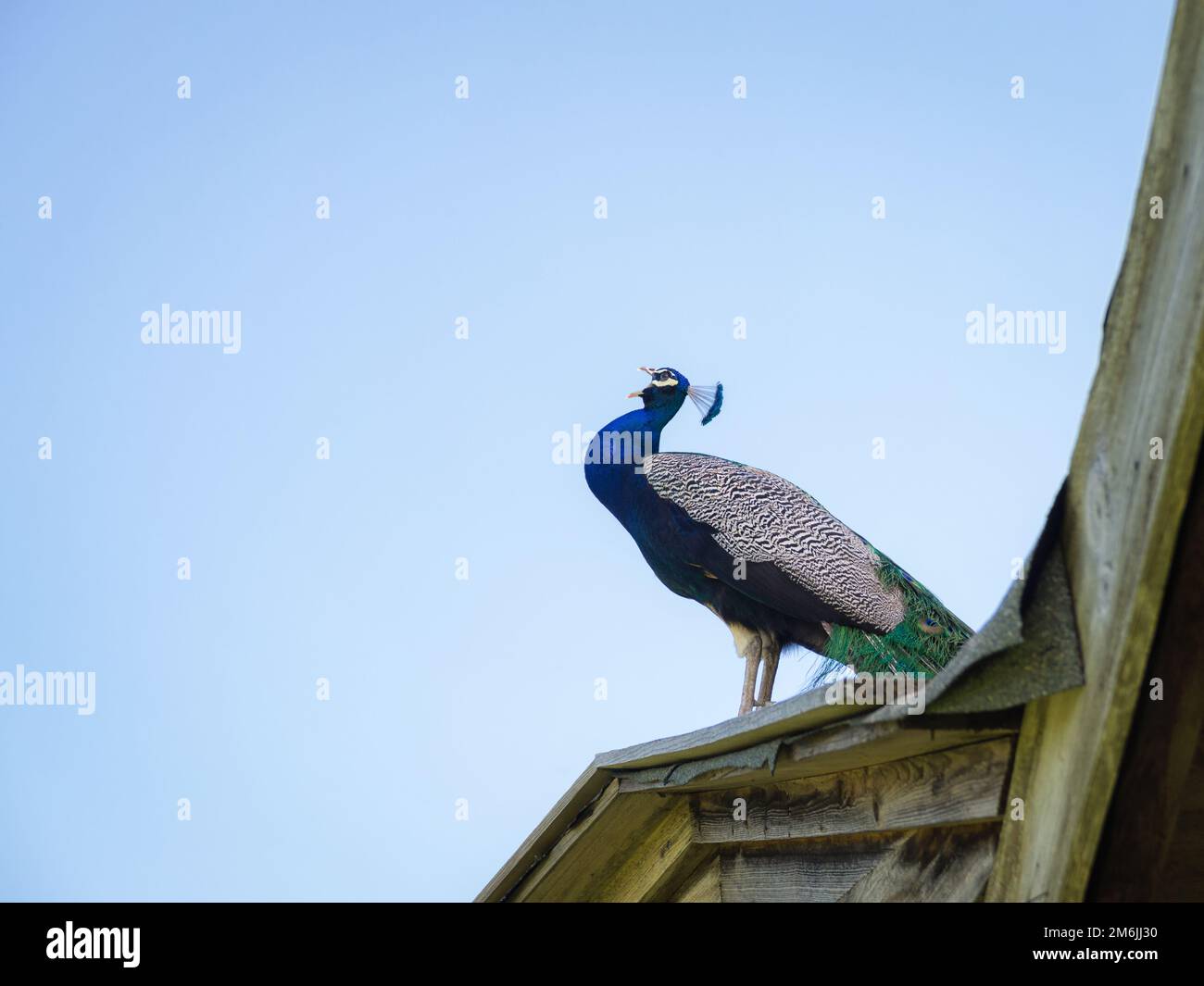 Blick auf den Pfau auf dem Dach vor dem klaren blauen Himmel Stockfoto