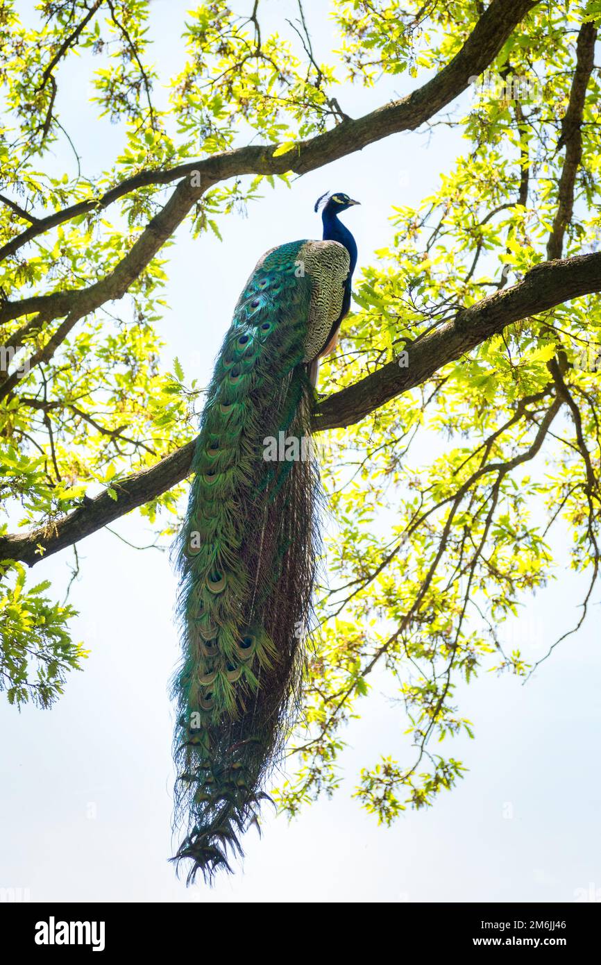 Low Angle View von Peacock Hocken auf Zweig Stockfoto