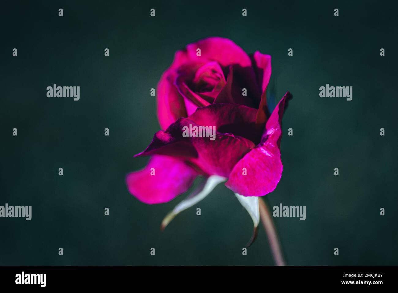 Karmesinrote englische Rose auf dunkelgrünem Hintergrund, Kopierraum Stockfoto