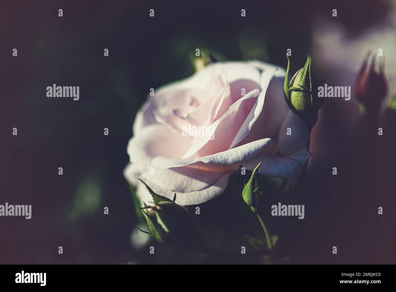 Rosa Gartenrose mit Knospen auf dunklem Hintergrund, Platz kopieren Stockfoto