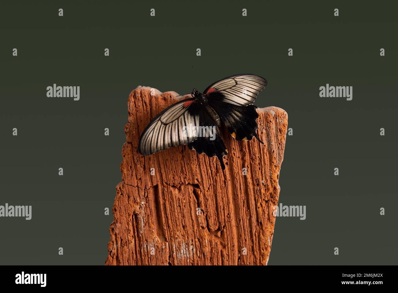 Schmetterling Papilio lowi Still Life Konzept auf Holzhand auf dunkelgrünem Hintergrund, Mensch und Tier Stockfoto