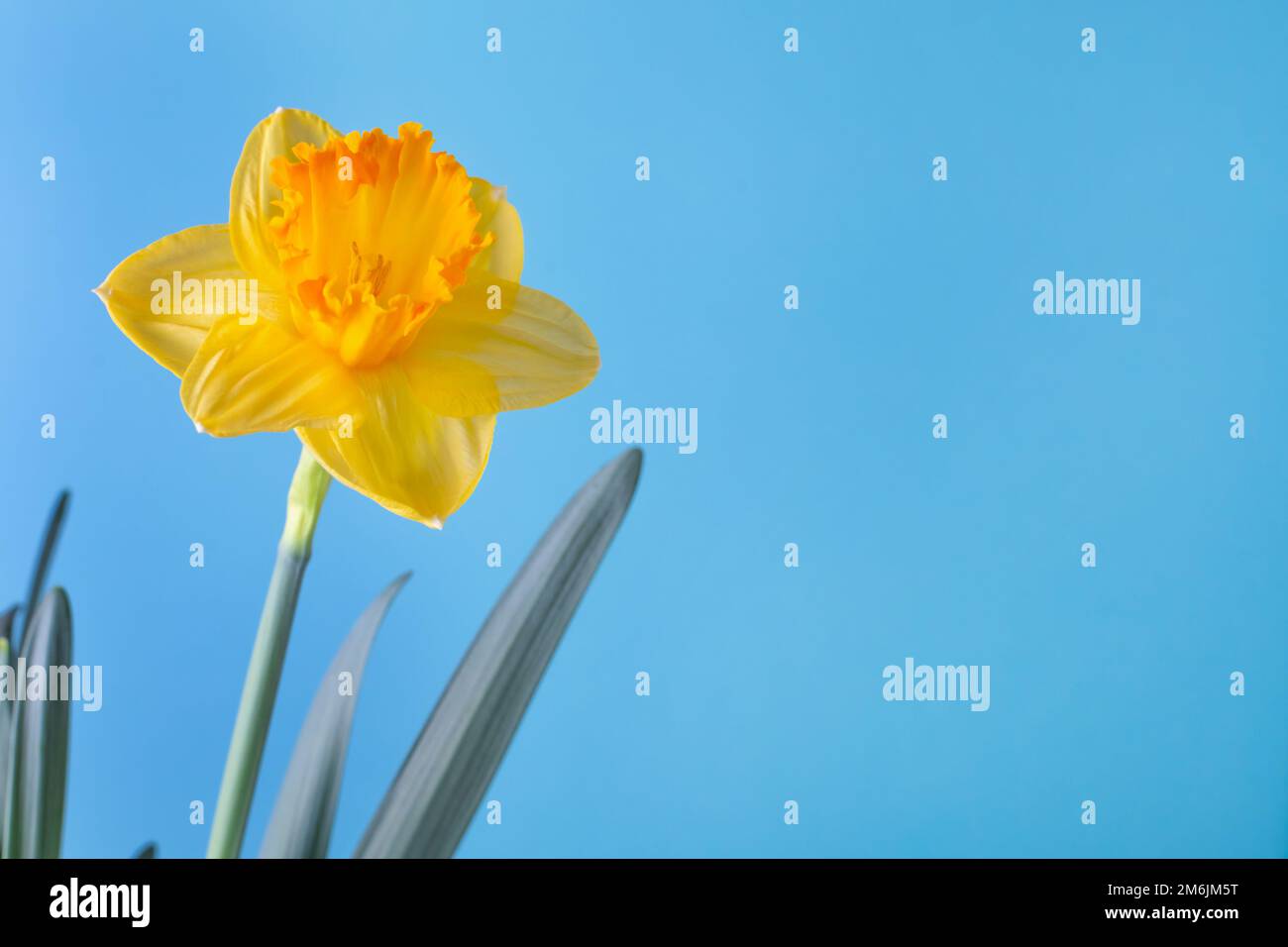 Gelbe Narzisse blühen auf blauem Hintergrund. Russland-ukraine-Konflikt. Farbe der ukrainischen Flagge. Grenzkonflikt. Russland gegen ukraine. Krieg Stockfoto