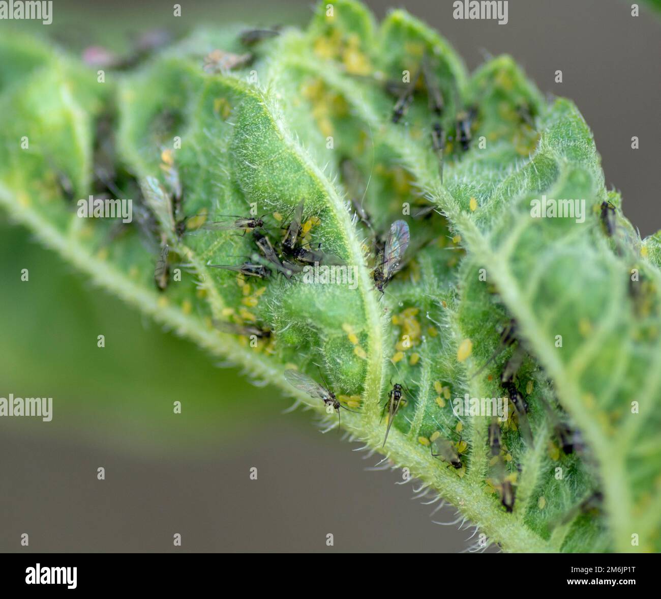 Blattläuse (Brachycaudus helichrysi) auf den Sonnenblumenblättern im Garten. Stockfoto