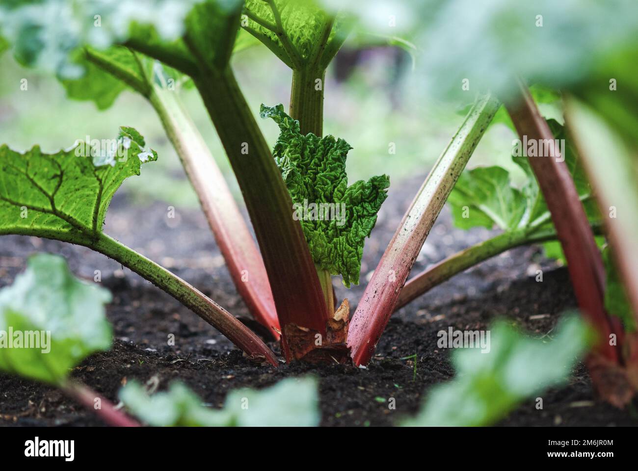 Rhabarberpflanzen mit neuen Blättern, die im Gartenbeet wachsen Stockfoto