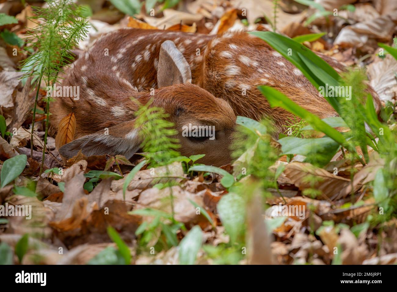 Das neugeborene Fröschen - Weißschwanzhirsch. Stockfoto