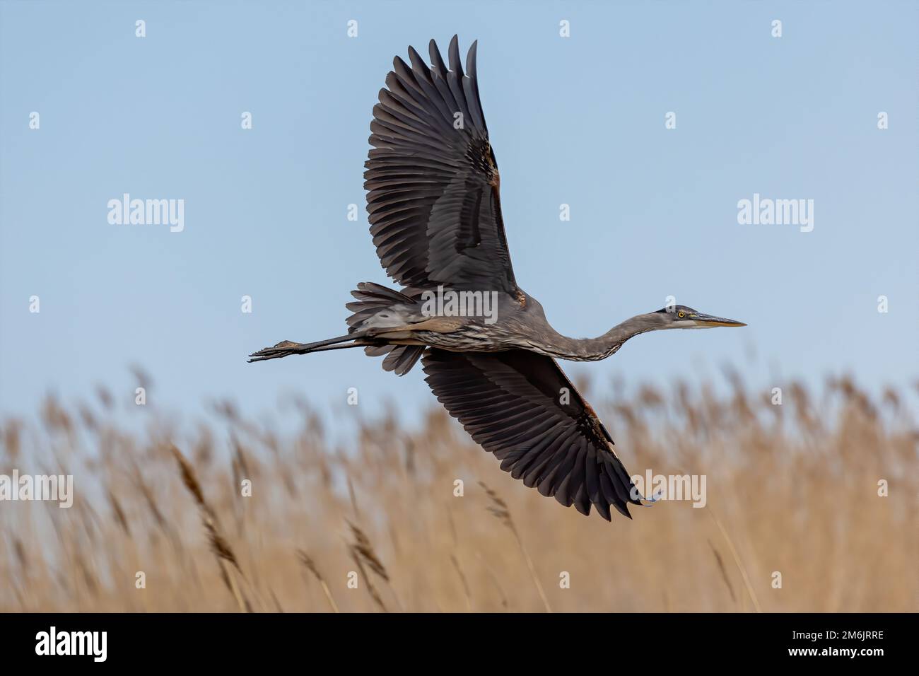 Great Blue Heron (Ardea Herodias) Stockfoto