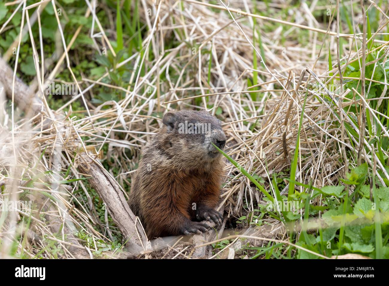 Murmeltier (Marmota monax) Stockfoto