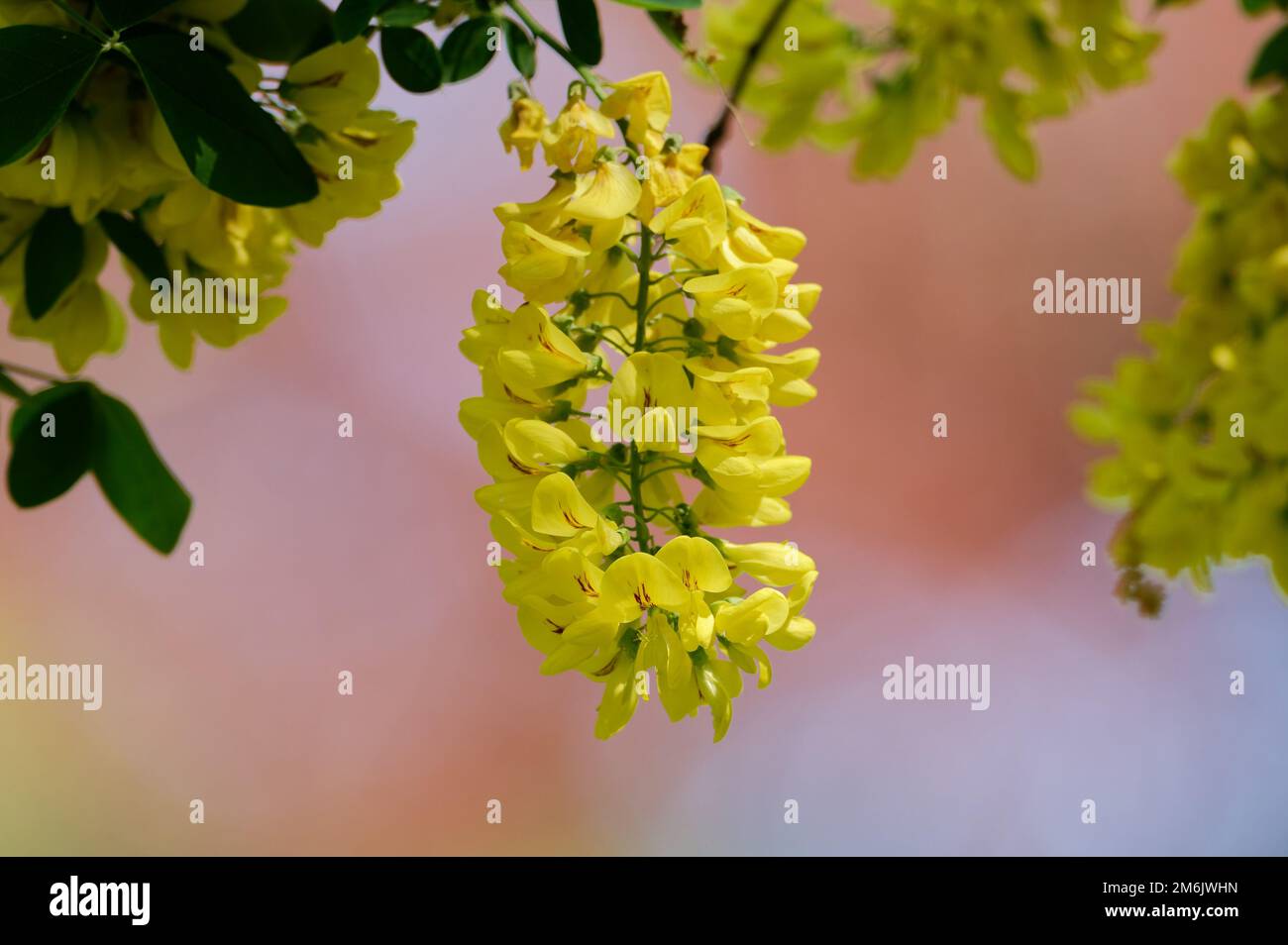 Laburnum anagyroides gelbe Blüten von goldenen Kettenbäumen im Frühling Stockfoto