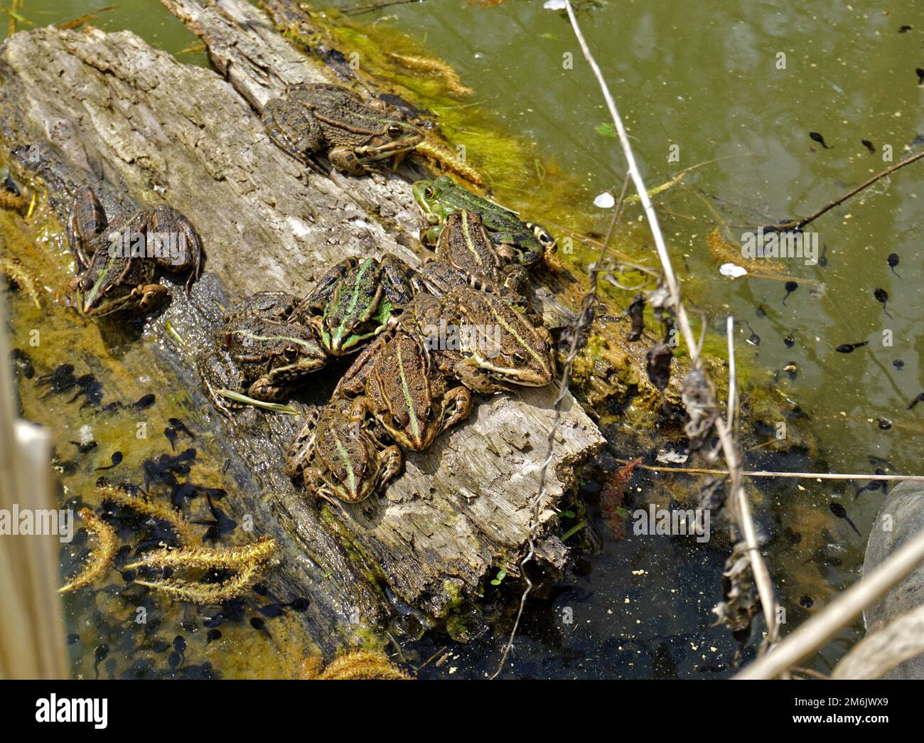 Wasserfrosch; nehmen Sie ein Sonnenbad auf einem Stück Holz, das im Wasser schwimmt, Stockfoto